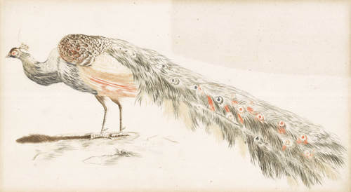 
the first intaglio colour printing

